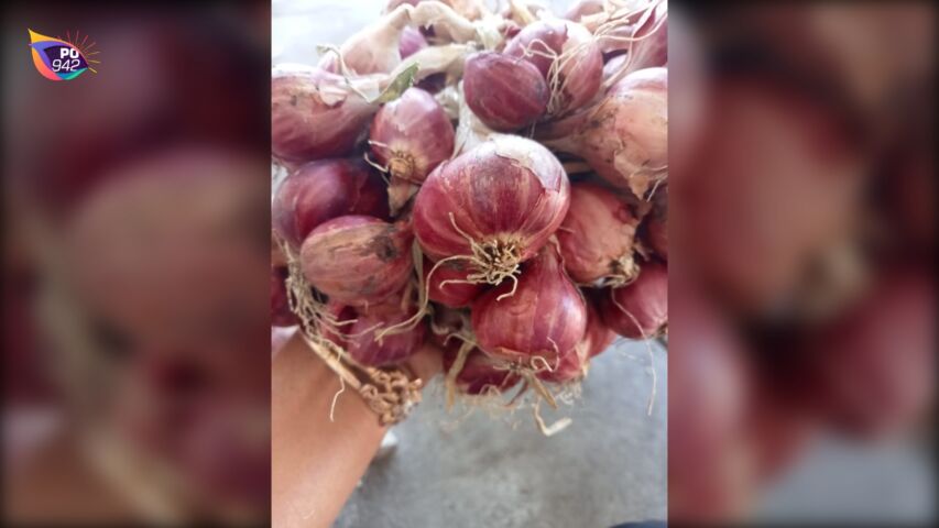 Harga Bagus, Petani di Sukorejo Coba Peruntungan dengan Bertanam Brambang (Foto: Tri Narmi)