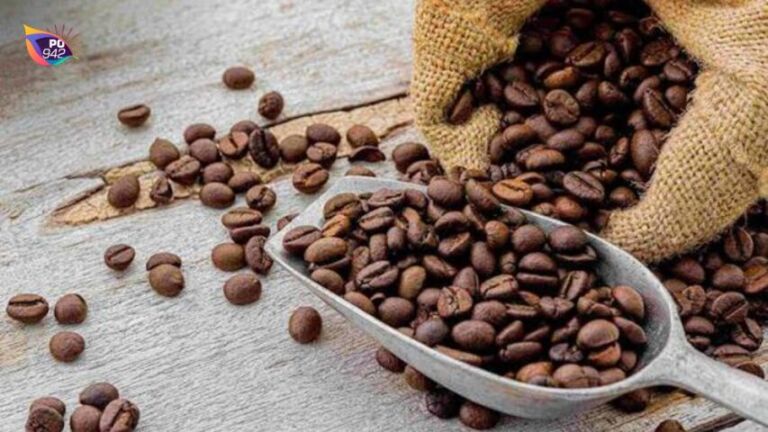Produksi Kopi di Ponorogo Terancam Turun (Foto: Istimewa)