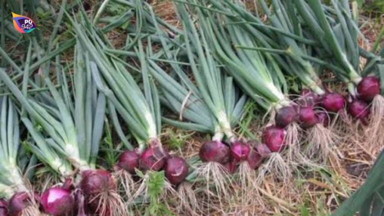Panen Raya, Harga Bawang Merah Terus Merosot (Foto: Istimewa)