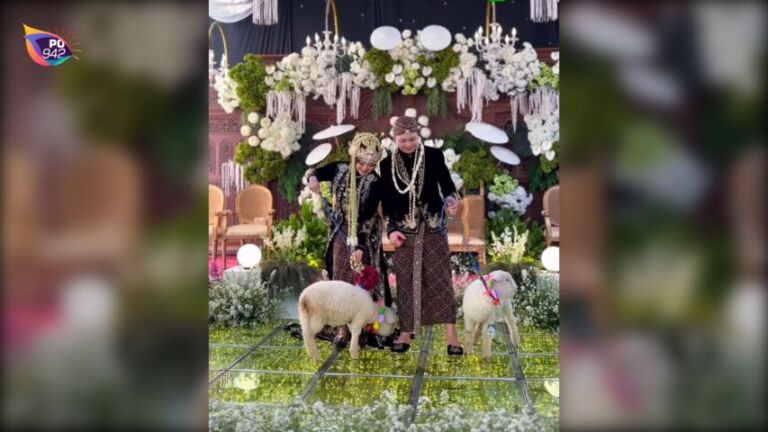 Pengantin Pria Asal Magetan Ini Berikan Sepasang Domba Merino Saat Seserahan di Resepsi Pernikahan (Foto: IG: wiluwae)