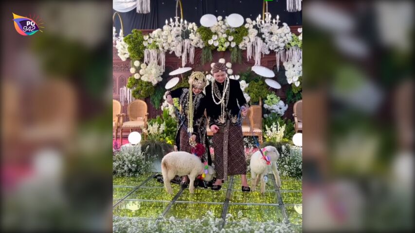 Pengantin Pria Asal Magetan Ini Berikan Sepasang Domba Merino Saat Seserahan di Resepsi Pernikahan (Foto: IG: wiluwae)