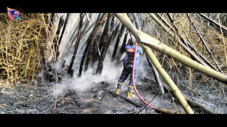 Rumpun Bambu Diduga Dibakar ODGJ (Foto: Frengki)