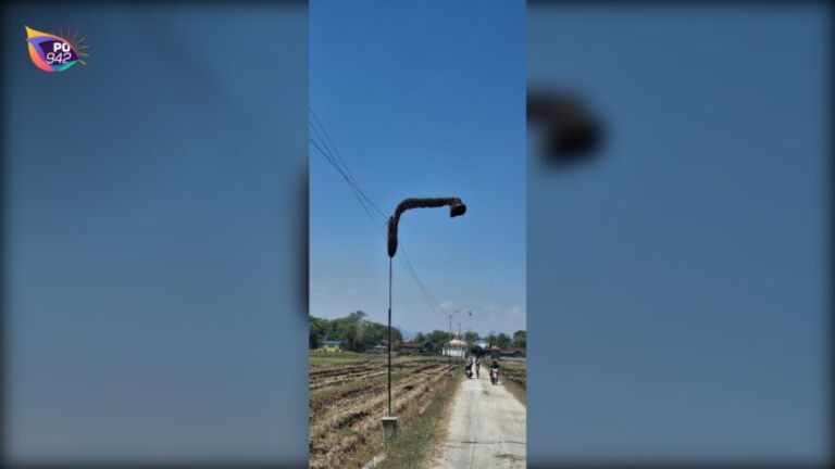Evakuasi Sarang Tawon Gong di Balong (Foto: Bambang Supeno)