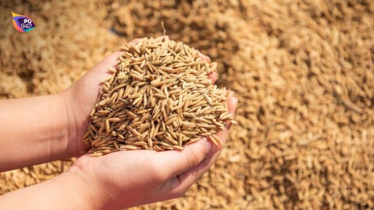 Harga Gabah Naik Rp 8200 per Kg (Foto: Istimewa)