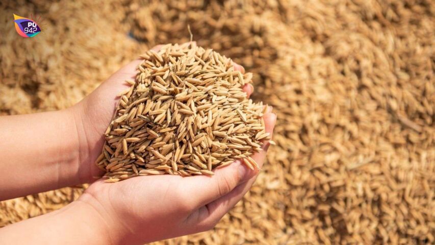 Harga Gabah Naik Rp 8200 per Kg (Foto: Istimewa)